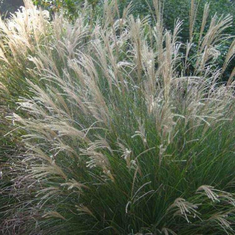 细叶芒基地直销 细叶芒 细叶芒培育 细叶芒优惠价格出售