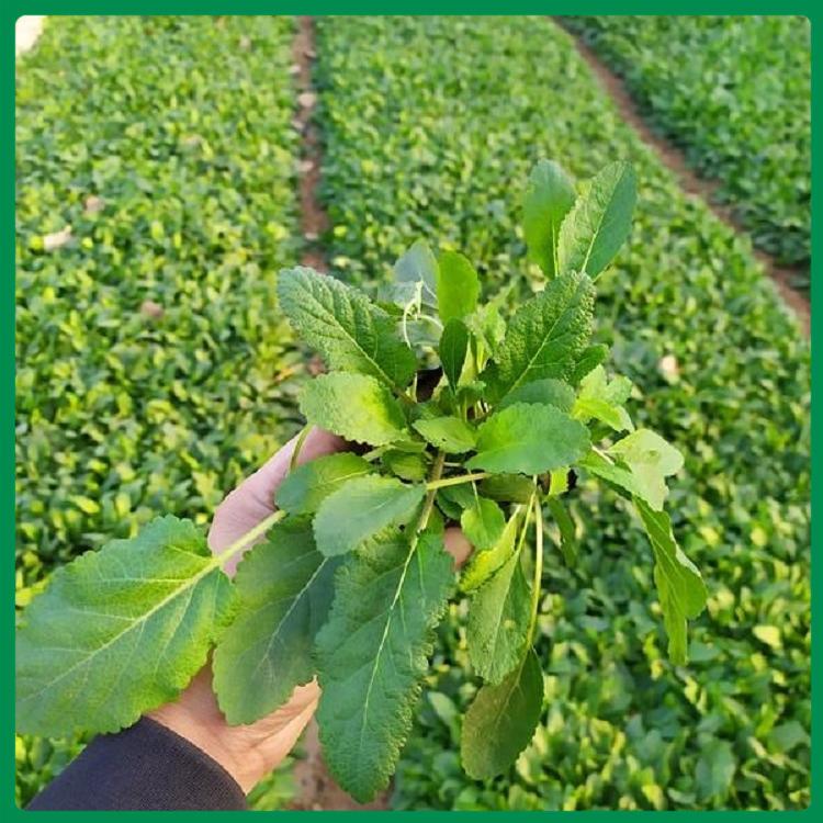 宿根鼠尾草批发商 鼠尾草基地 基地直销鼠尾草