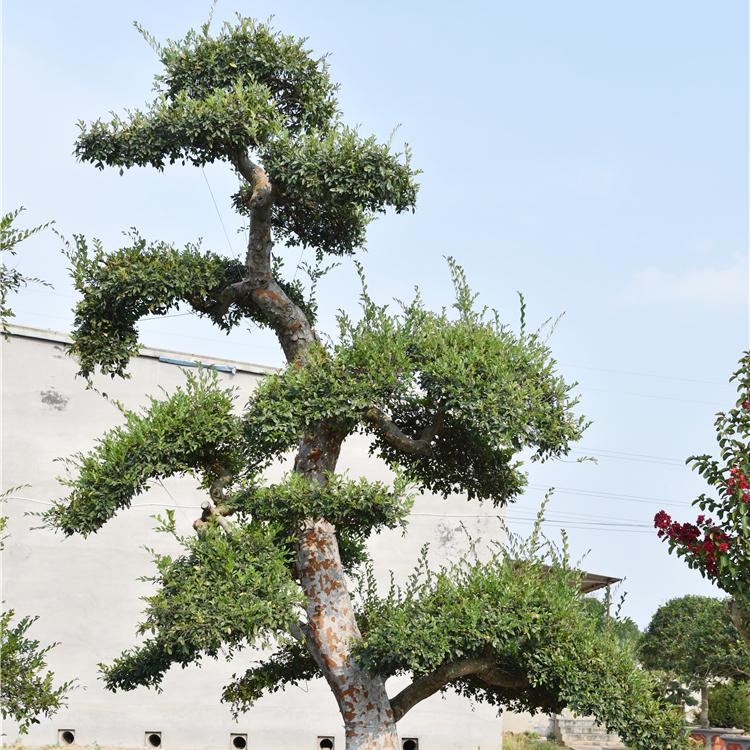批发榔榆树苗 榔榆造型盆景 榔榆盆景基地