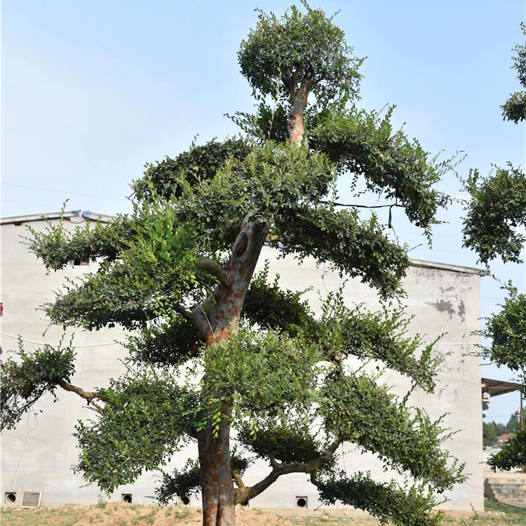 批发榔榆树苗 榔榆盆景培育基地 榔榆盆景基地
