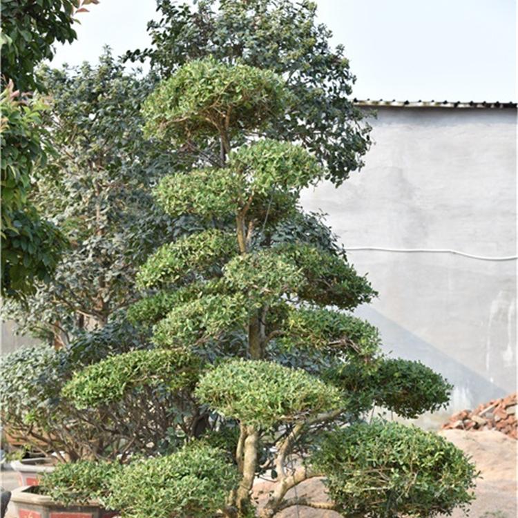 小叶黄杨盆景  小叶黄杨盆景价格 小叶黄杨树盆景