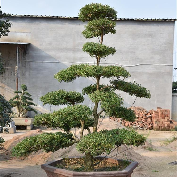 小叶黄杨盆景树  小叶黄杨盆景种植 小叶黄杨树盆景
