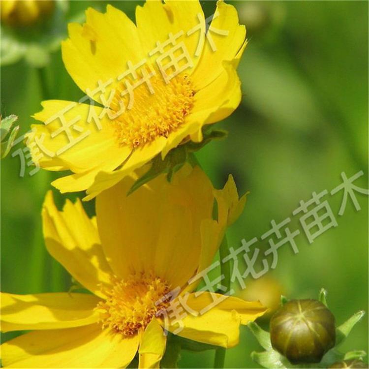 金鸡菊幼苗 金鸡菊绿化苗木 耐寒花卉