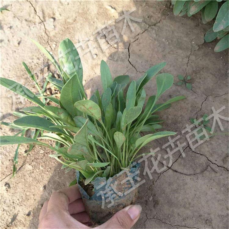 金鸡菊杯苗 金鸡菊景区用苗 租摆花卉