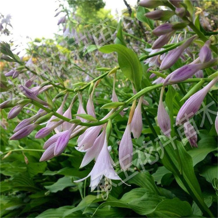 玉簪常年供应 玉簪工程用苗 宿根花卉