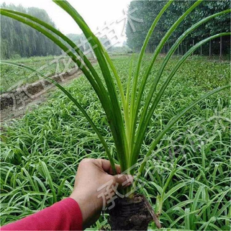 大花萱草种苗 萱草花生态园用苗