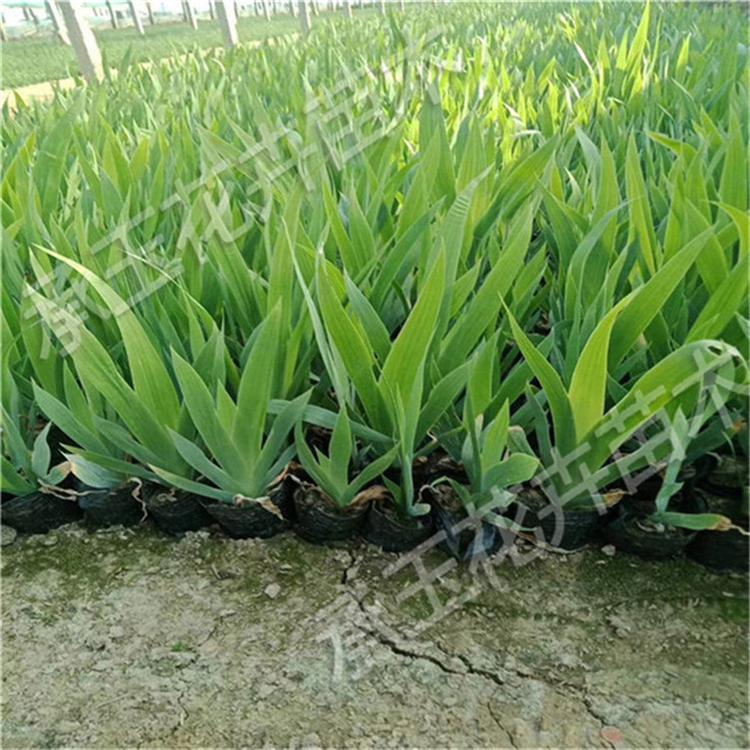 鸢尾基地直销 鸢尾绿化花卉