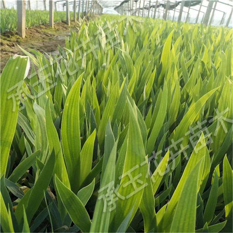 鸢尾花卉基地 鸢尾园林用苗