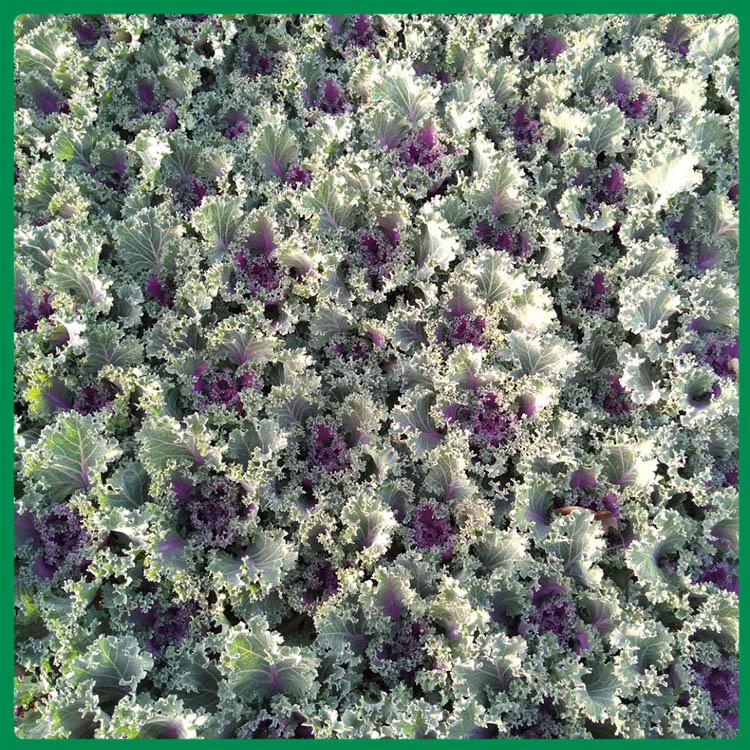 羽衣甘蓝花苗 羽衣甘蓝批发商 羽衣甘蓝经销商
