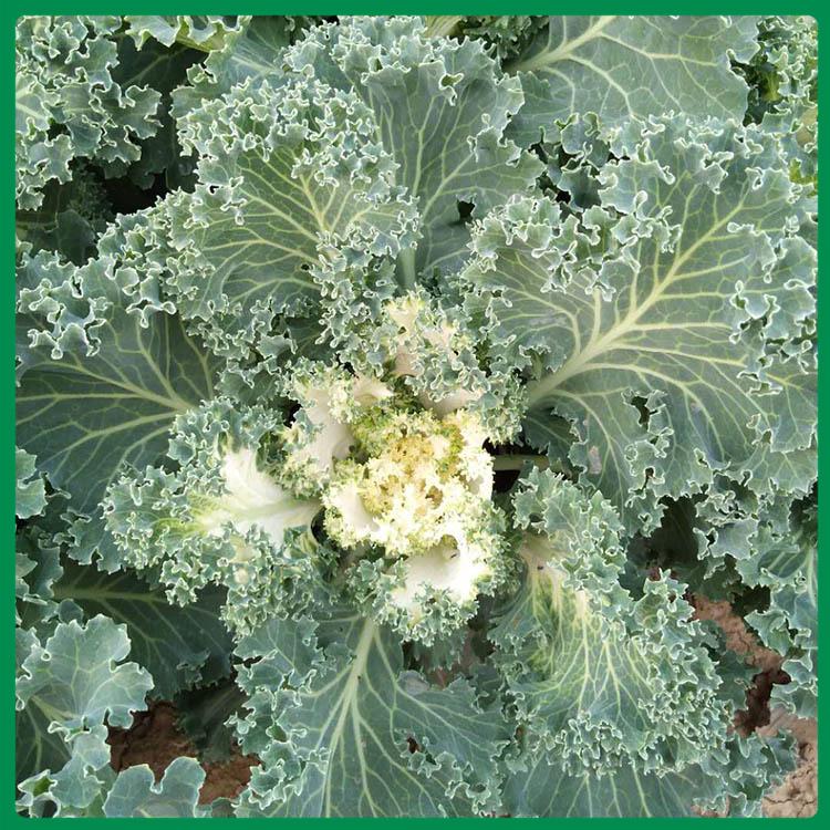 时令草花直销 羽衣甘蓝基地 青州羽衣甘蓝种植基地