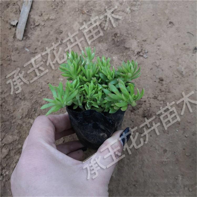 佛甲草常年供应 佛甲草多年生花卉