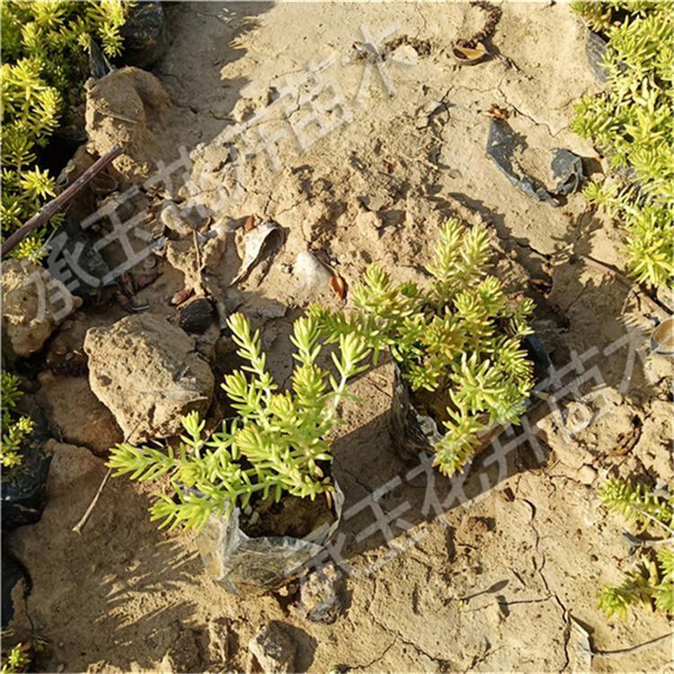 佛甲草量大从优 佛甲草绿化植物