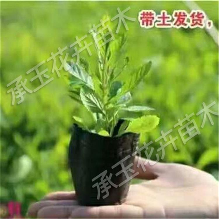 柳叶马鞭草常年批发 马鞭草多年生植物