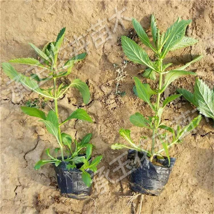 柳叶马鞭草大量批发 马鞭草组摆花卉
