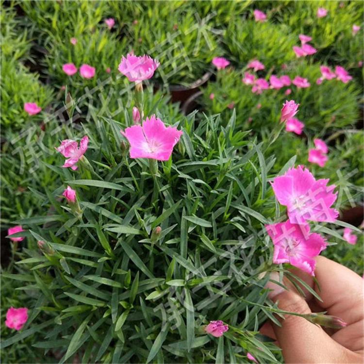 欧石竹盆栽 欧石竹绿化花卉 组摆花卉