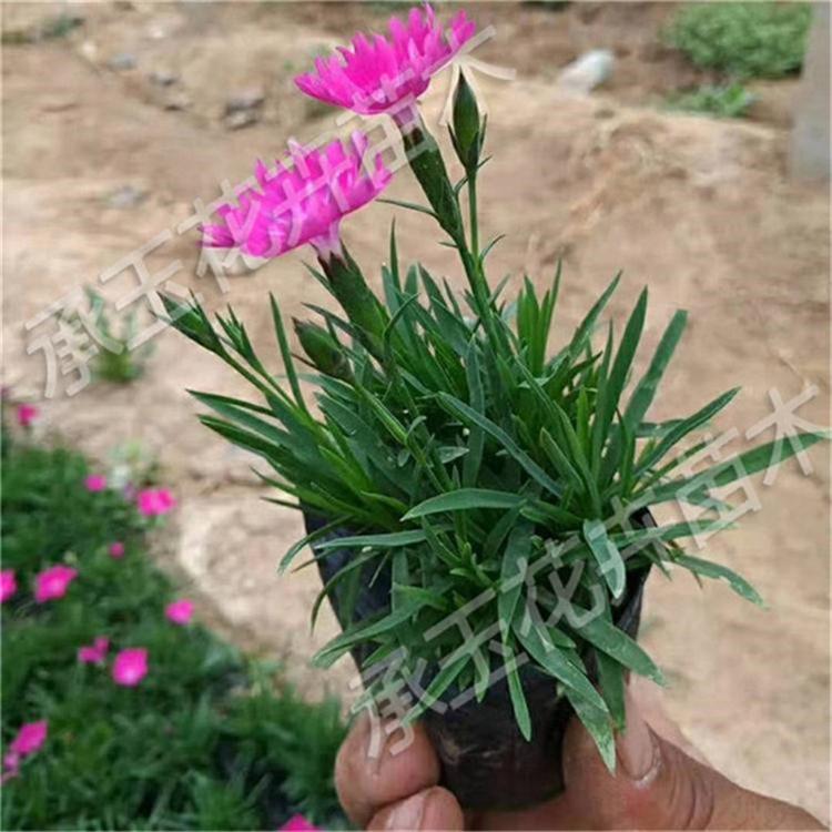欧石竹种植基地 欧石竹园林用苗