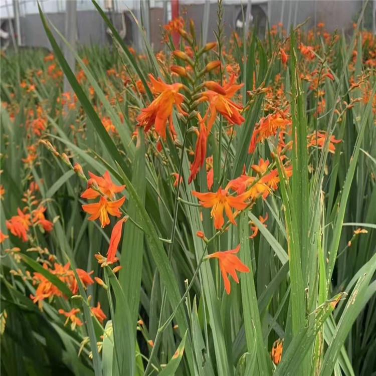 火星花