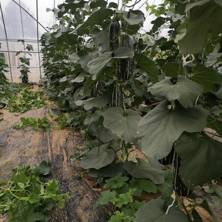 批发出售博洋甜瓜种苗 甜瓜苗 抗死棵 抗TY  皮薄肉厚 价格实惠