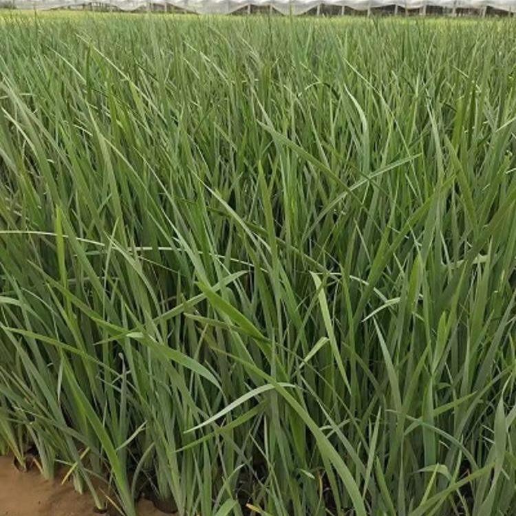 枣庄马兰苗圃基地 泽润花卉马兰花种子