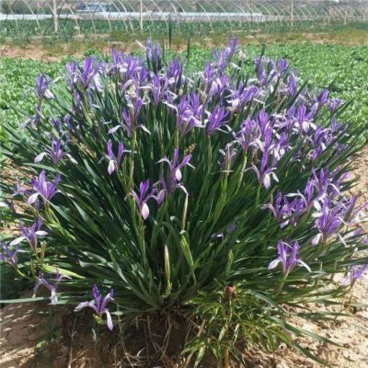 日喀则马兰盆苗全年销售 泽润花卉马兰小苗