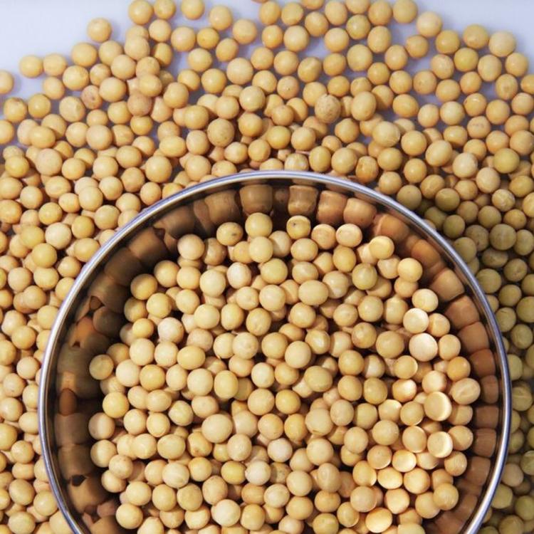 高产大豆种子  郑1307高蛋白大豆 农家自种大豆 产量高  抗逆性