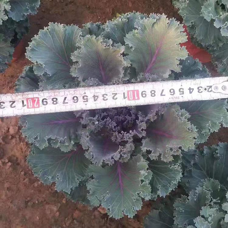 羽衣甘蓝价格 羽衣甘蓝出售 羽衣甘蓝经销商