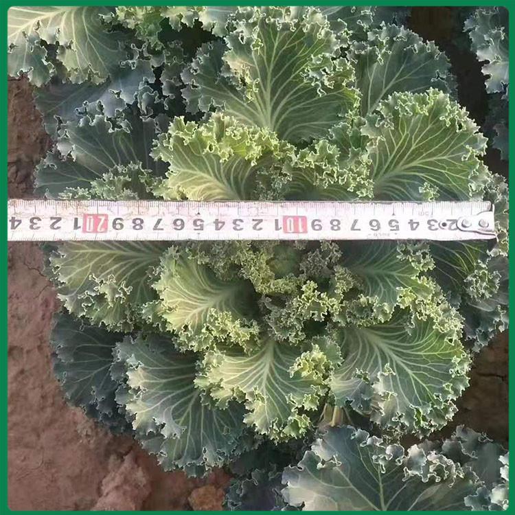 羽衣甘蓝培育基地 耐寒羽衣甘蓝小苗 多色羽衣甘蓝批发