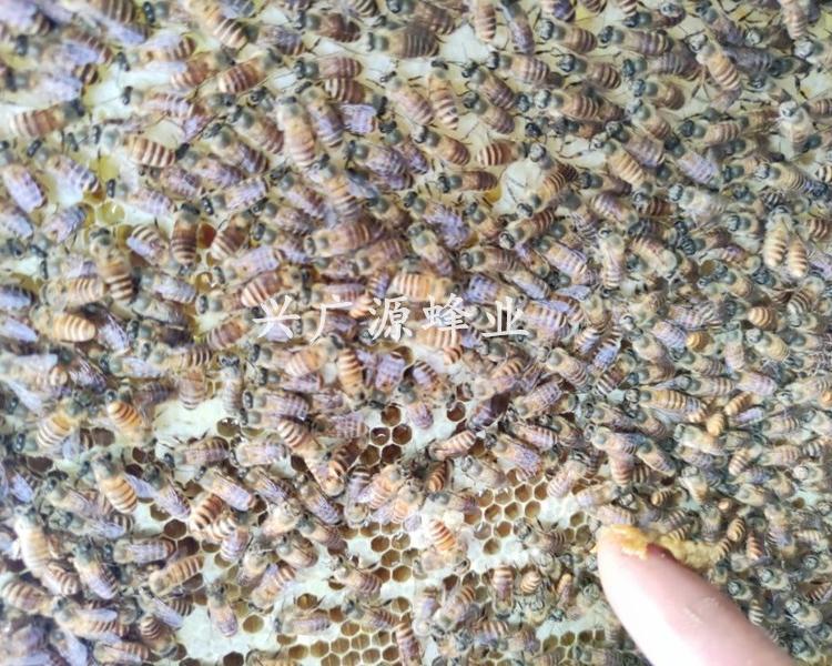 土特产蜜蜂厂家 蜜蜂批发 蜜蜂价格 价格实惠