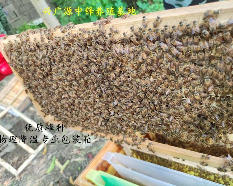 蜜蜂厂家 农家自产百花蜂  爆款热销