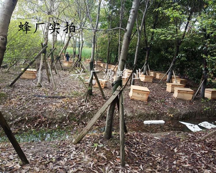 自产自销蜜蜂  爆款热销