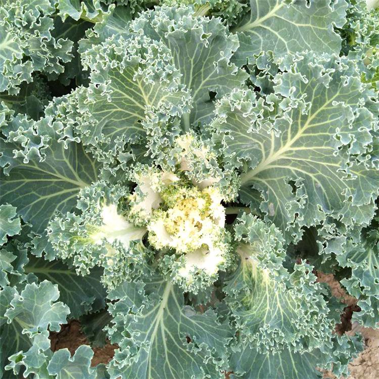 羽衣甘蓝 花境花带租摆羽衣甘蓝 多种系列羽衣甘蓝