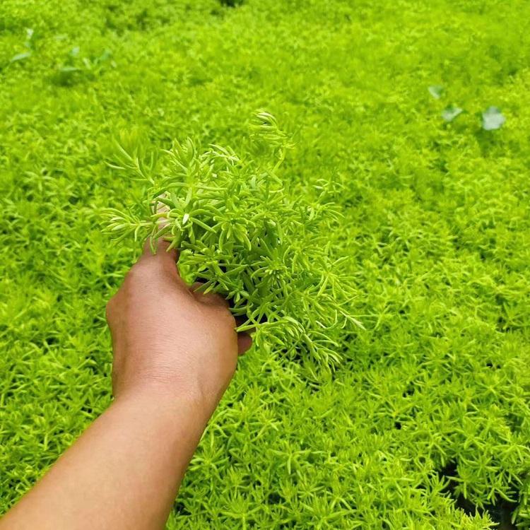 黄金条销售 佛甲草小苗 基地批发供应