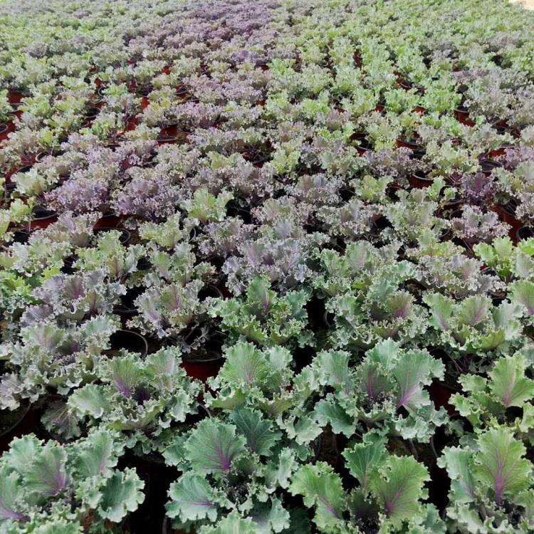 羽衣甘蓝价格 出售羽衣甘蓝 花卉基地批发羽衣甘蓝