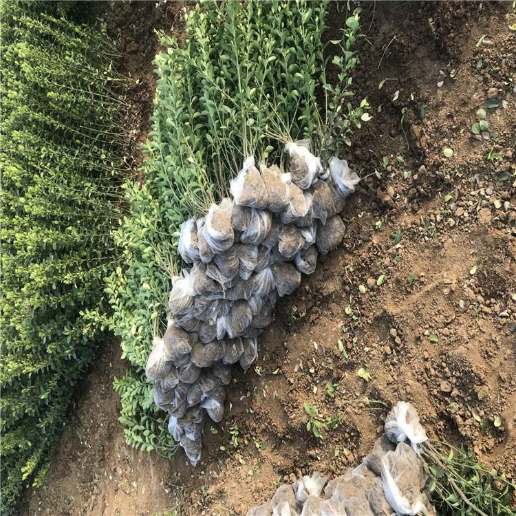 大叶黄杨杯苗苗圃基地 合一大叶黄杨室外苗