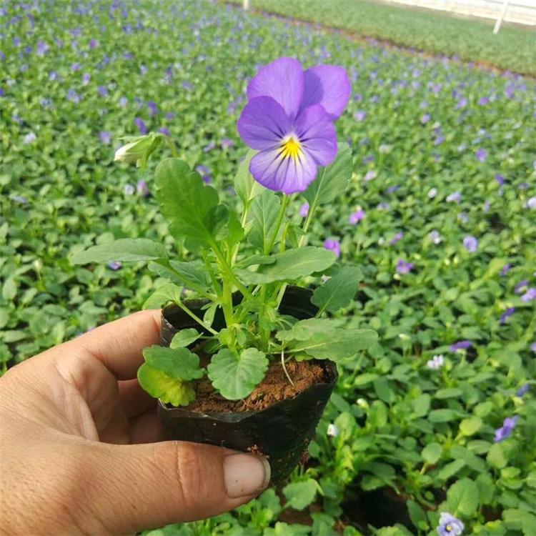 角堇基地 青州草花角堇 角堇观赏草花