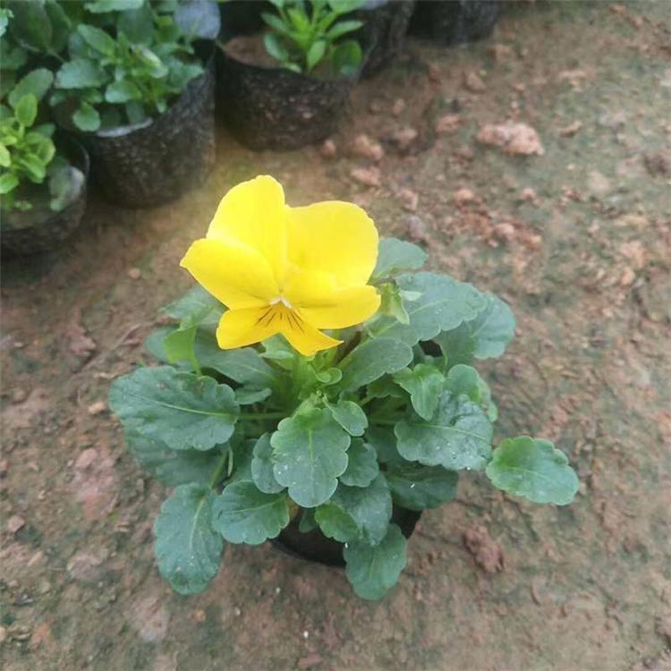 角堇批发商 多年生草本植物 草花角堇价格