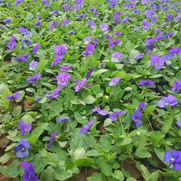 角堇苗批发商 角堇批发基地 多花色角堇