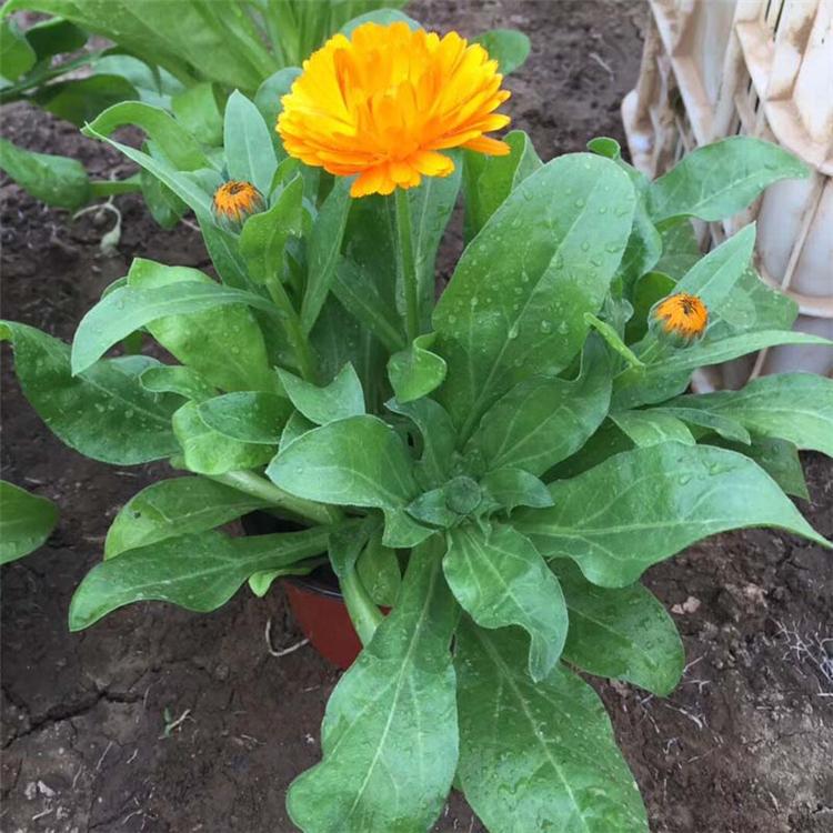 金盏花 青州金盏菊基地 金盏菊花苗批发商
