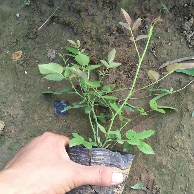 多花色丰花月季 批发丰花月季 多分枝丰花月季出售