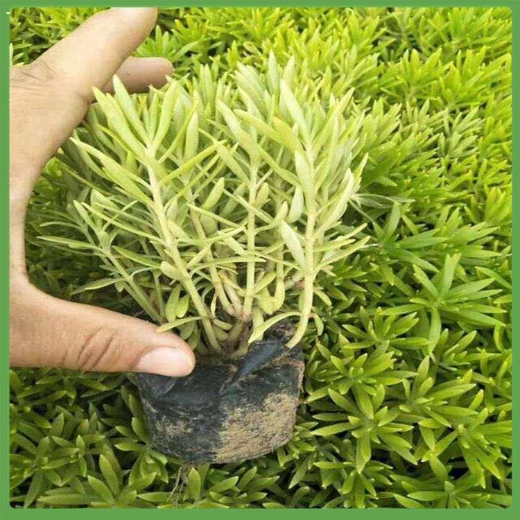 聊城嫁接速生金叶佛甲草基地直发 旭腾佛甲草花海