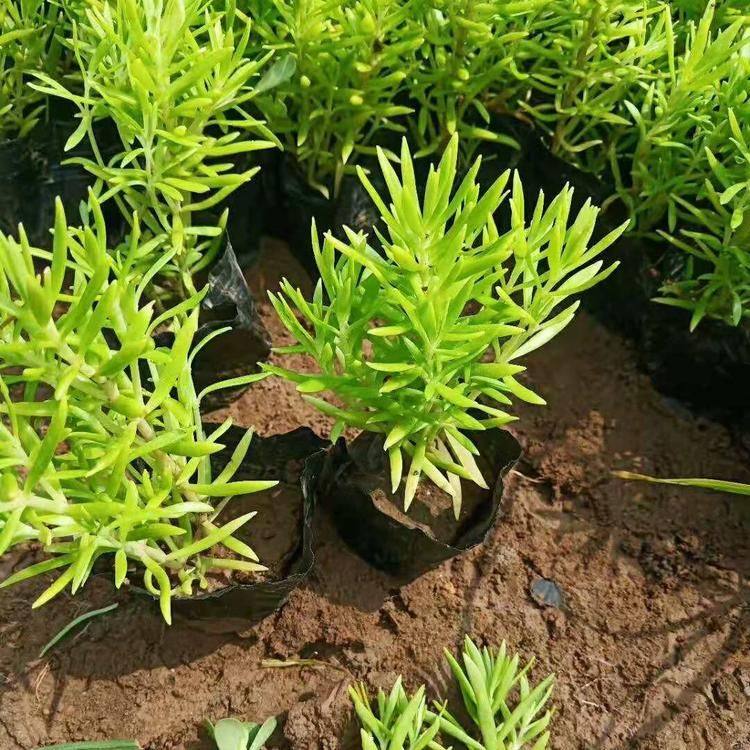 长治金叶佛甲草种植基地 旭腾金叶佛甲草
