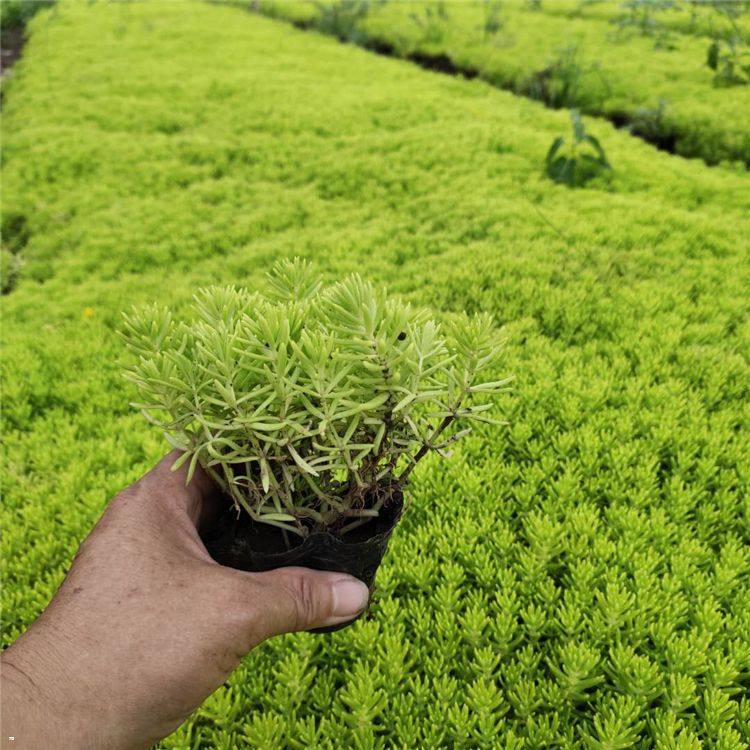 唐山金叶佛甲草幼苗现货供应 旭腾黄金佛甲草