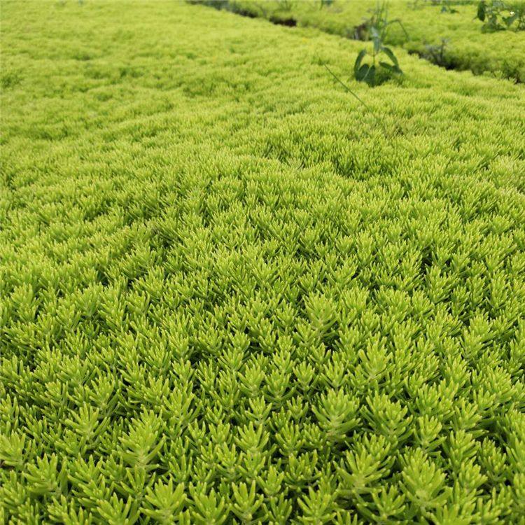 包头佛甲草花海量大从优 旭腾金叶佛甲草幼苗