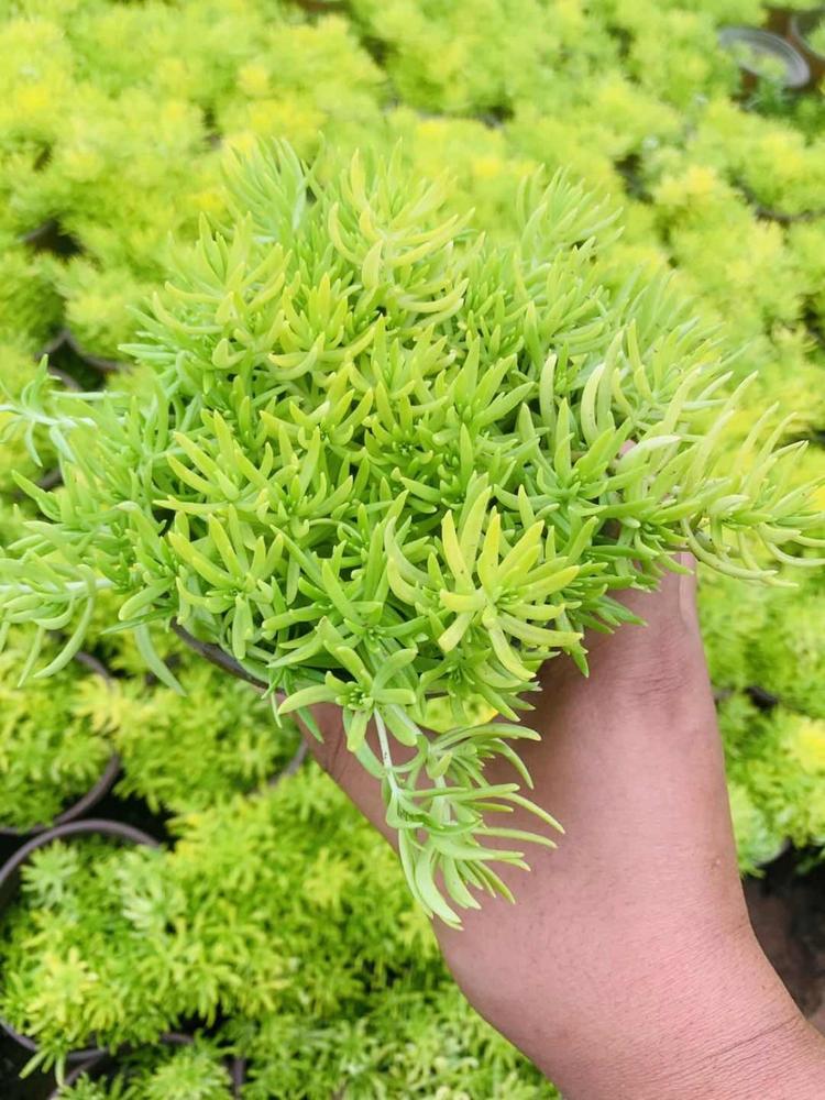 菏泽高成活率黄金佛甲草种植基地 旭腾金叶佛甲草小苗