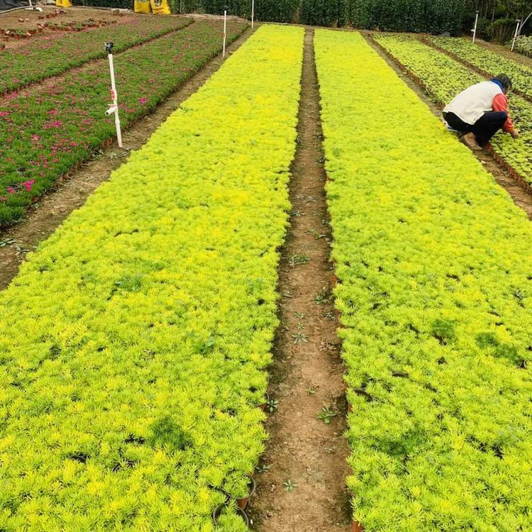 大兴安岭金叶佛甲草小苗厂家 旭腾嫁接速生金叶佛甲草