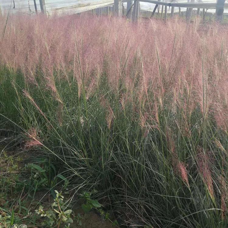 粉黛乱子草 基地培育粉黛乱子草 花海工程苗批发基地