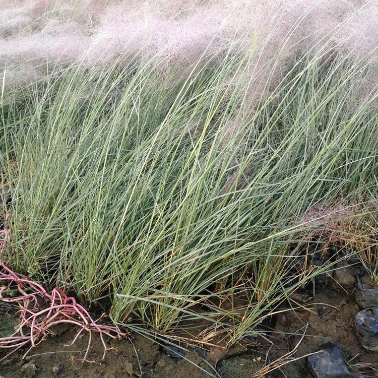 粉黛乱子草种植基地 绿化用粉黛乱子草 批发销售粉黛乱子草
