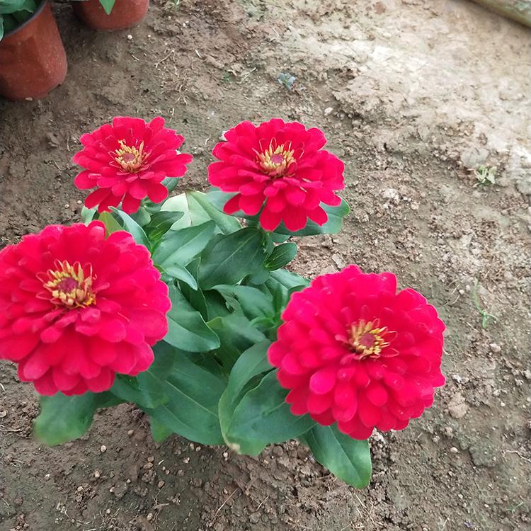 百日菊盆栽 基地直销百日草 百日草小苗