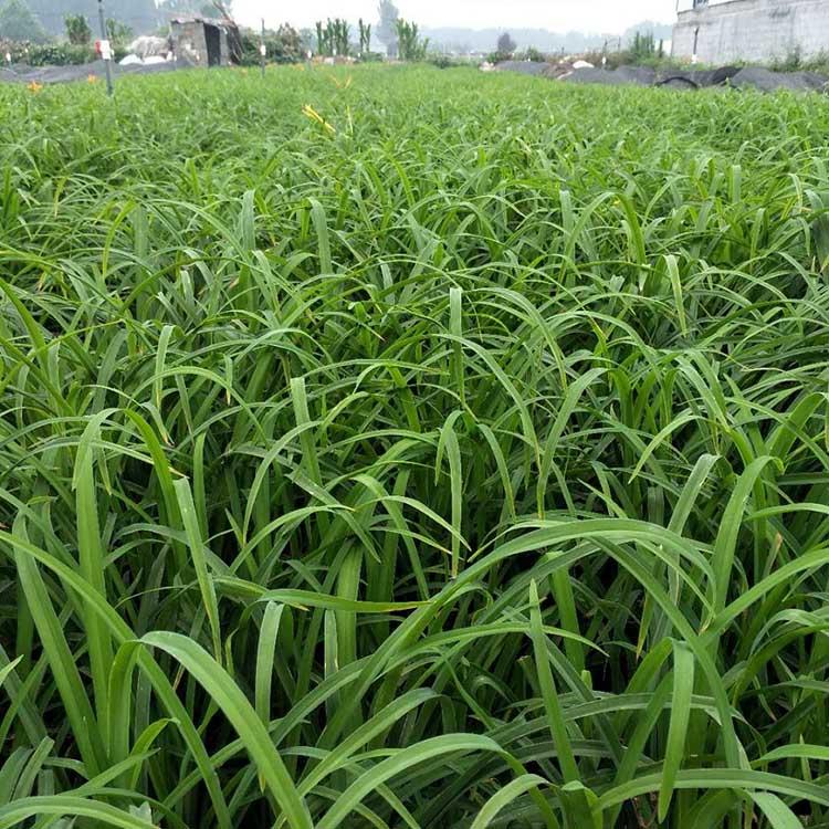大花萱草基地 大花萱草花苗批发 河北大花萱草批发商