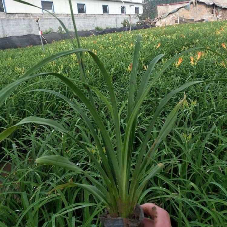 大花萱草直销基地 大花萱草花苗批发 大花萱草行情